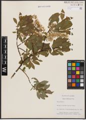 Salix bebbiana Sarg.